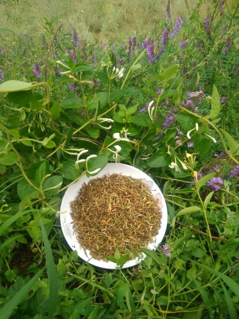 野生金银花含量高看起来一般化