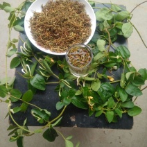 野生金银花含量高看起来一般化