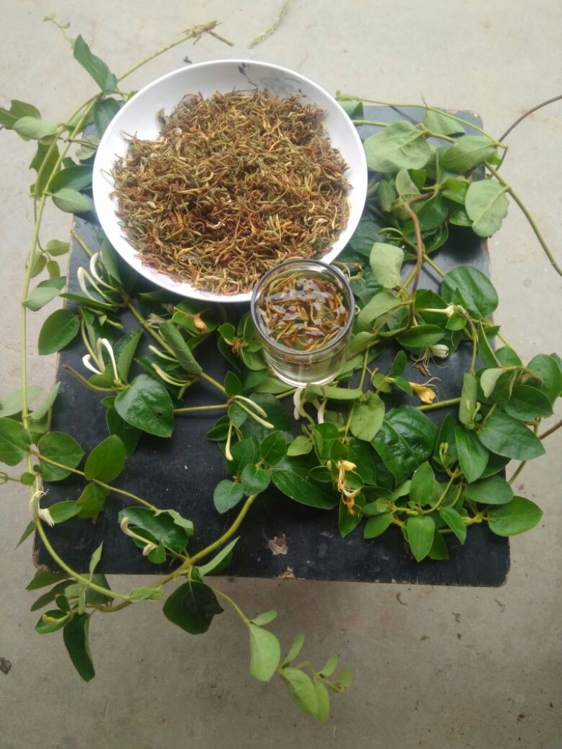 野生金银花含量高看起来一般化