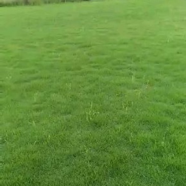草皮，草块，草卷，马尼拉草，台湾草，百慕大草