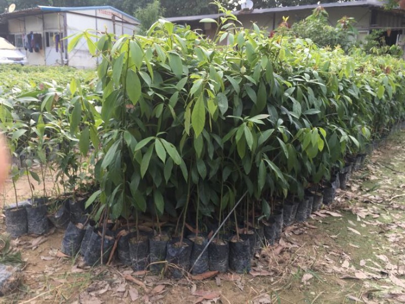 金丝楠木苗50~80cm