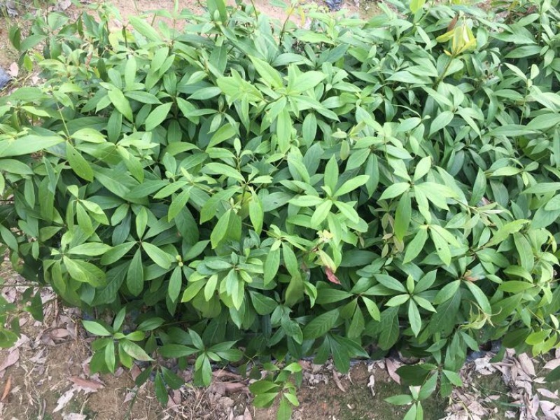 金丝楠木苗50~80cm