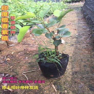紫檀