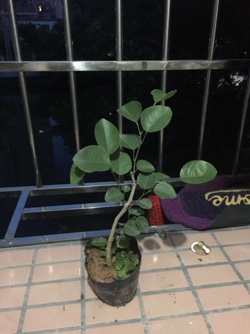 紫檀