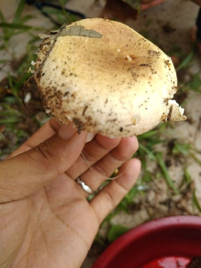 野生菌柏树菌青冈树菌各种野