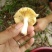 野生菌柏树菌青冈树菌各种野