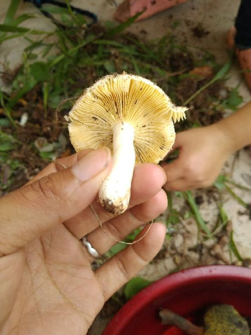 野生菌柏树菌青冈树菌各种野