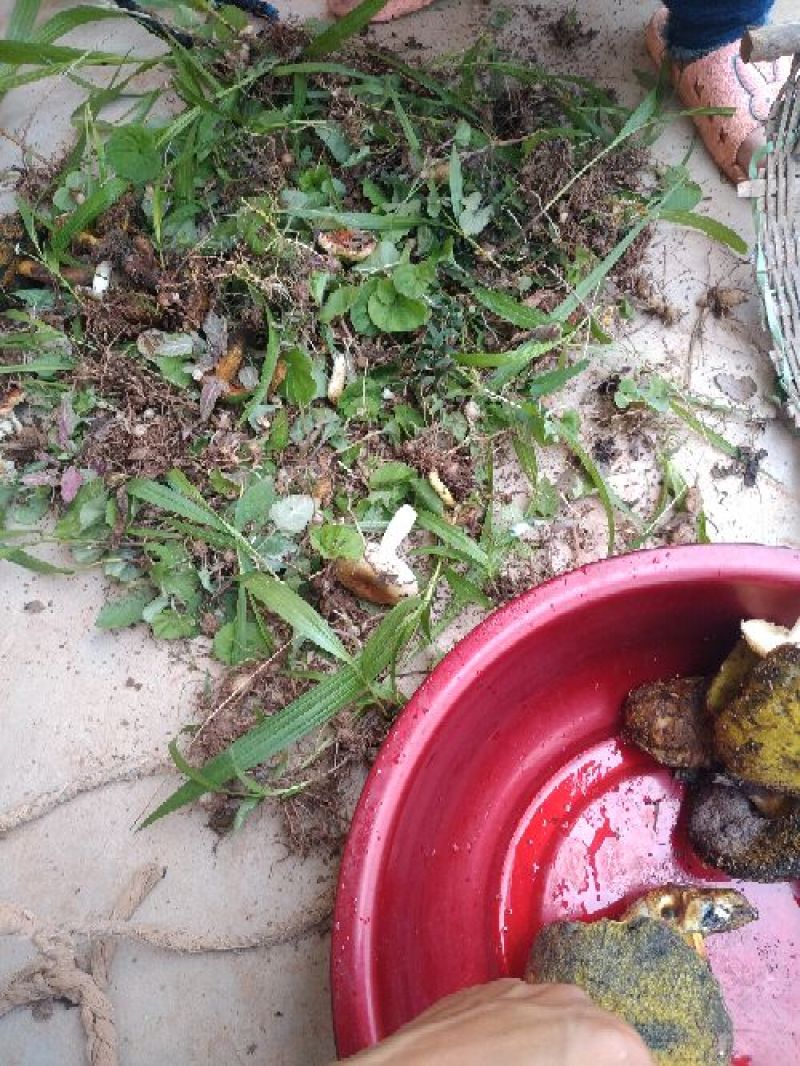 野生菌柏树菌青冈树菌各种野