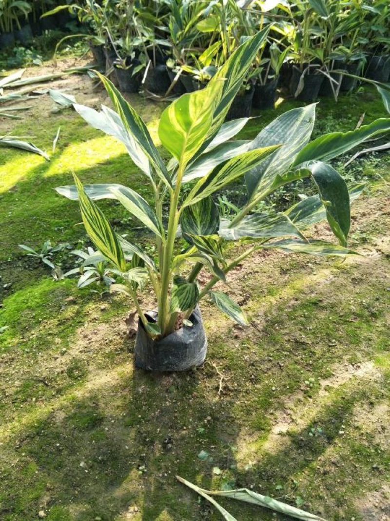 花叶良姜