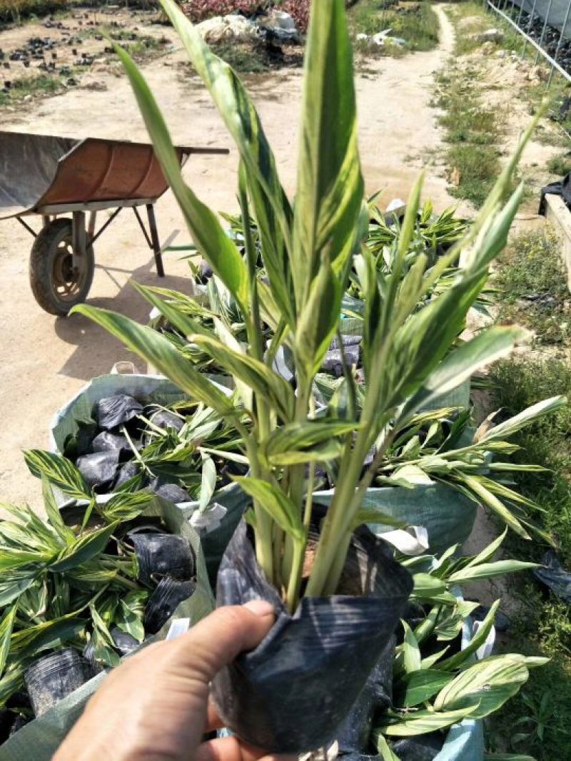 花叶良姜