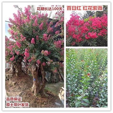 红火箭紫薇1米以下2~4cm0.5~1米