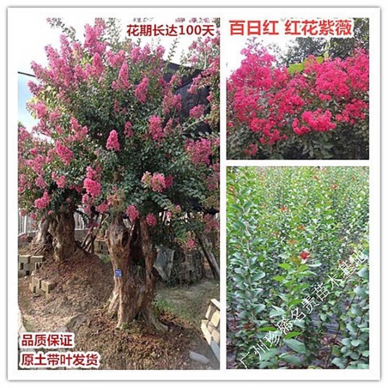 红火箭紫薇1米以下2~4cm0.5~1米