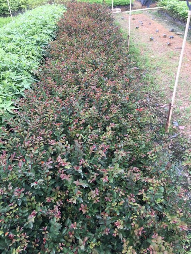 红火箭紫薇1米以下2~4cm0.5~1米