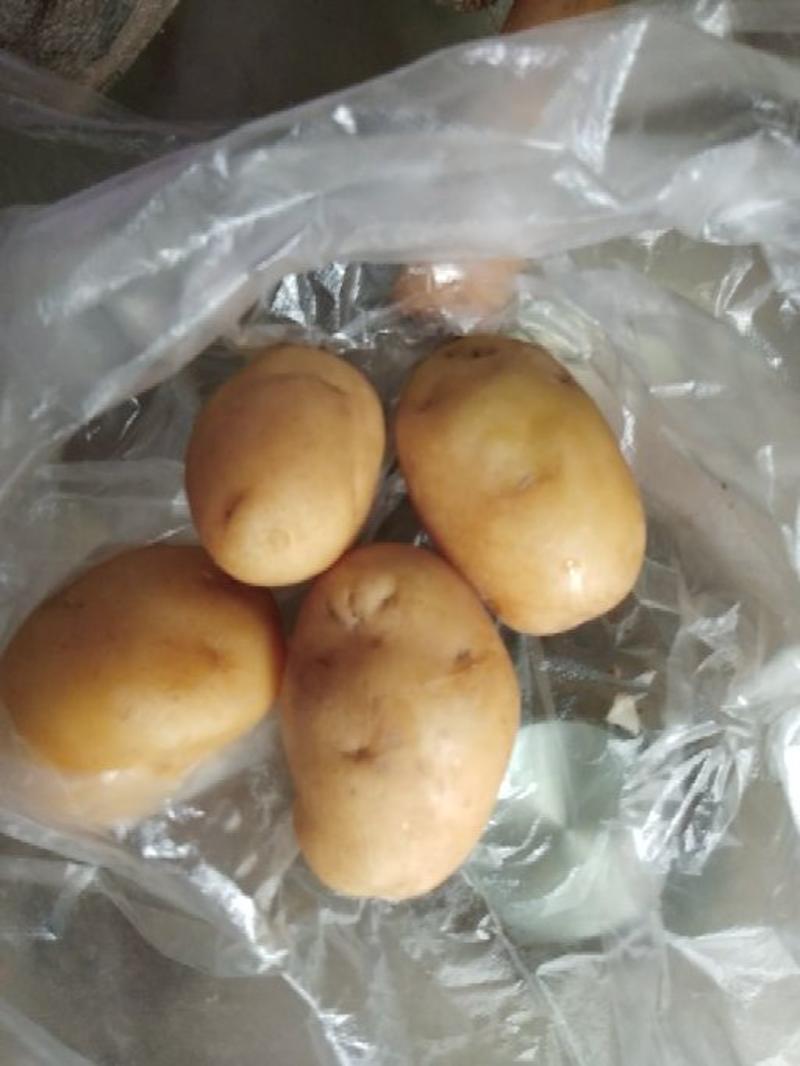 土豆荷兰15。精品土豆三两以上。半斤上精品土豆。