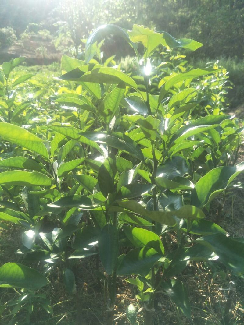 沃柑苗柑橘苗091无核沃柑苗提供技术提供技术