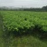 沃柑苗柑橘苗091无核沃柑苗提供技术提供技术