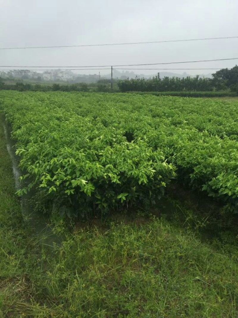 沃柑苗柑橘苗091无核沃柑苗提供技术提供技术