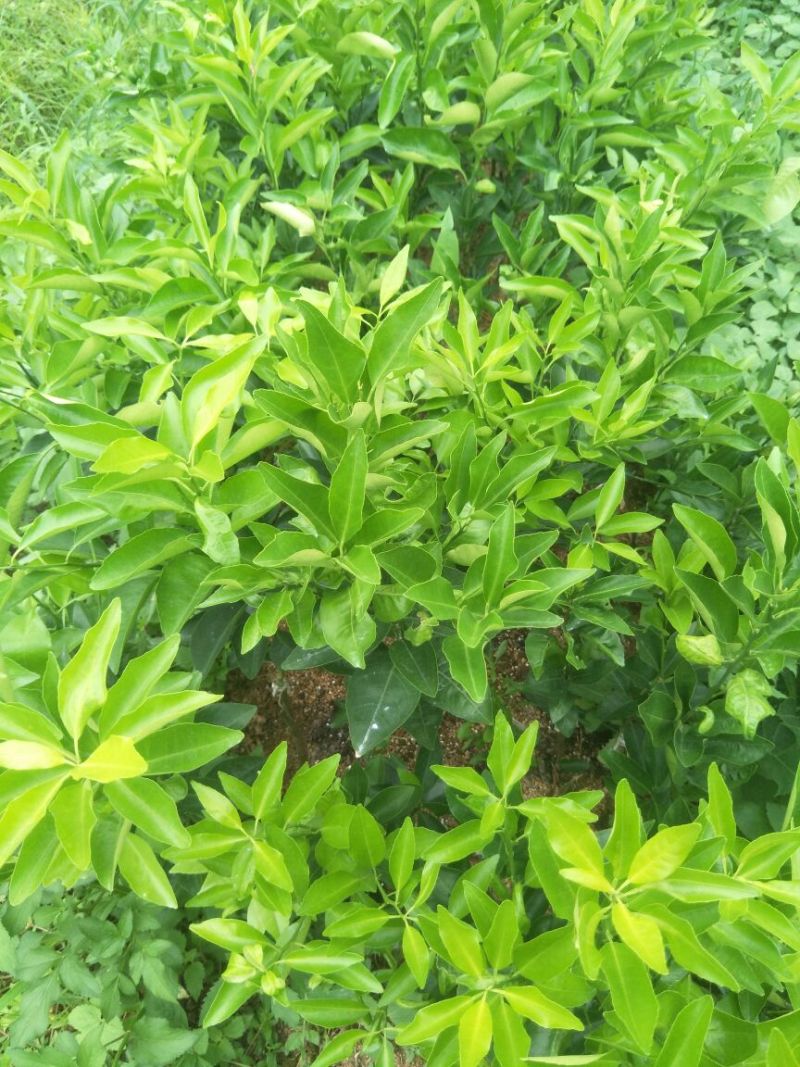沃柑苗柑橘苗091无核沃柑苗提供技术提供技术