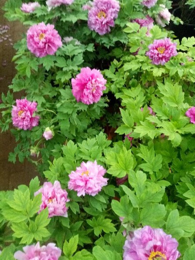 牡丹重瓣牡丹花苗，菏泽基地直销，几十个品种，现要现挖