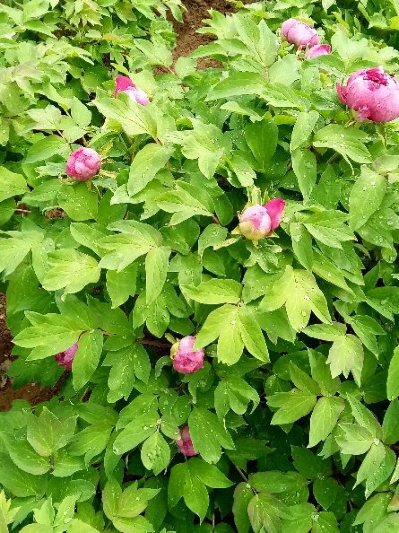 牡丹重瓣牡丹花苗，菏泽基地直销，几十个品种，现要现挖