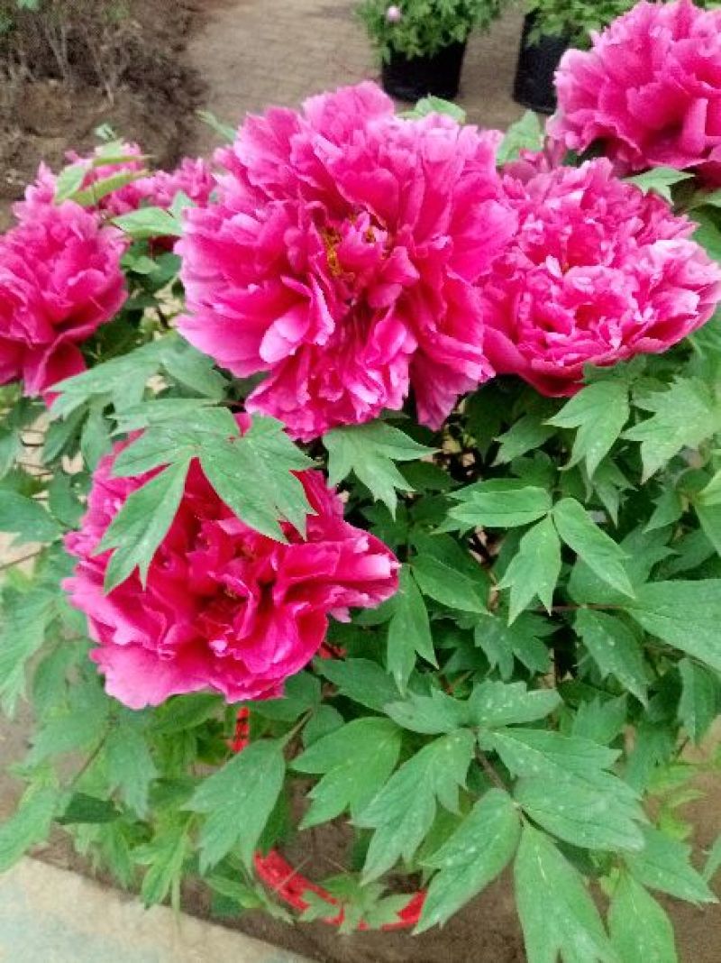 牡丹重瓣牡丹花苗，菏泽基地直销，几十个品种，现要现挖