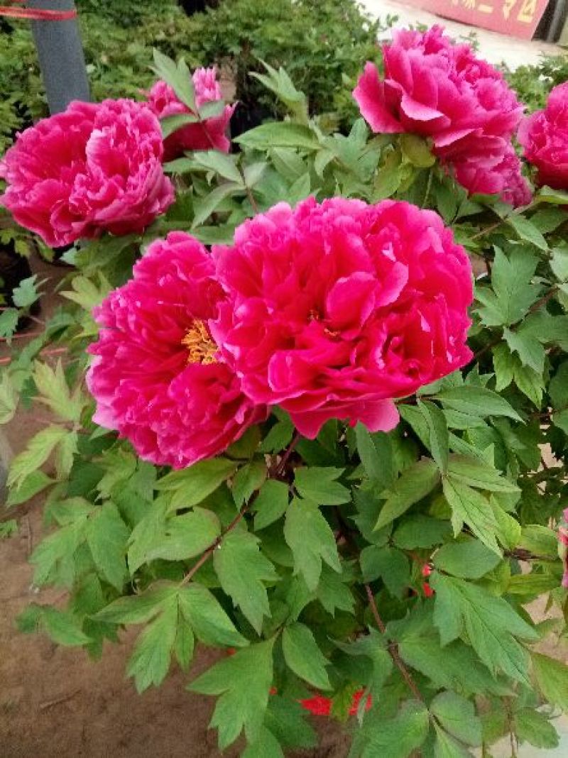 牡丹重瓣牡丹花苗，菏泽基地直销，几十个品种，现要现挖