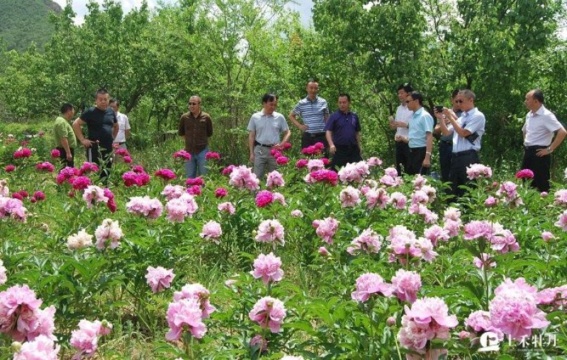 牡丹重瓣牡丹花苗，菏泽基地直销，几十个品种，现要现挖