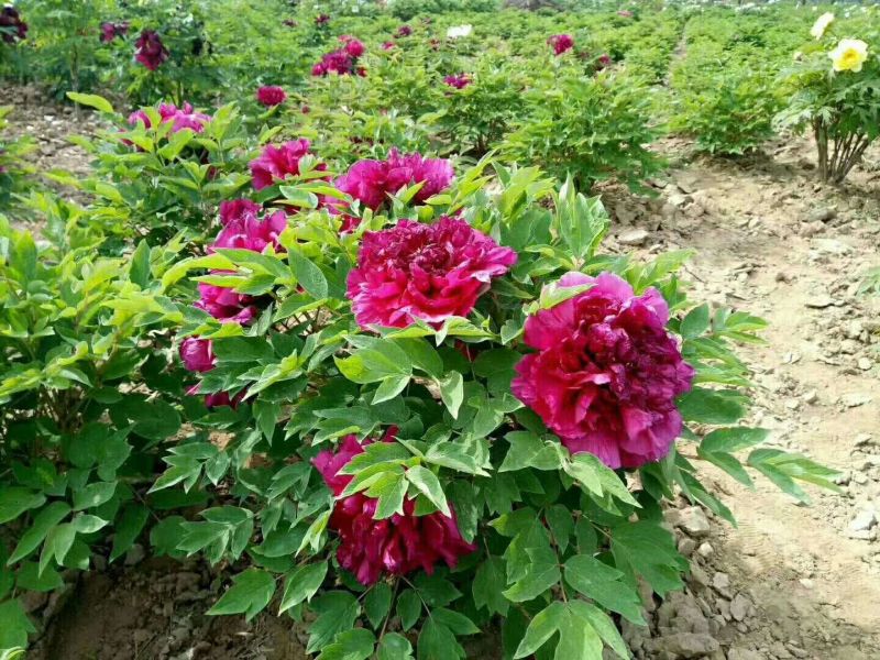 牡丹重瓣牡丹花苗，菏泽基地直销，几十个品种，现要现挖