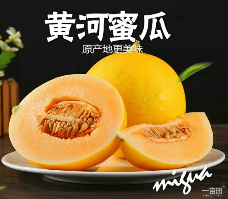 民勤县甜瓜蜜瓜（金红宝，银帝，西州密，南瓜）支持一件代发
