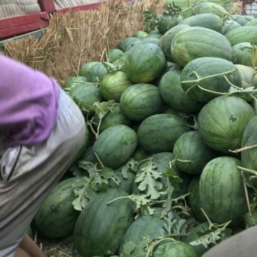 大量供应，龙卷风，金华无籽西瓜，价格优惠