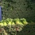毛芹西芹