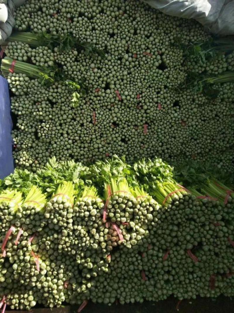 毛芹西芹
