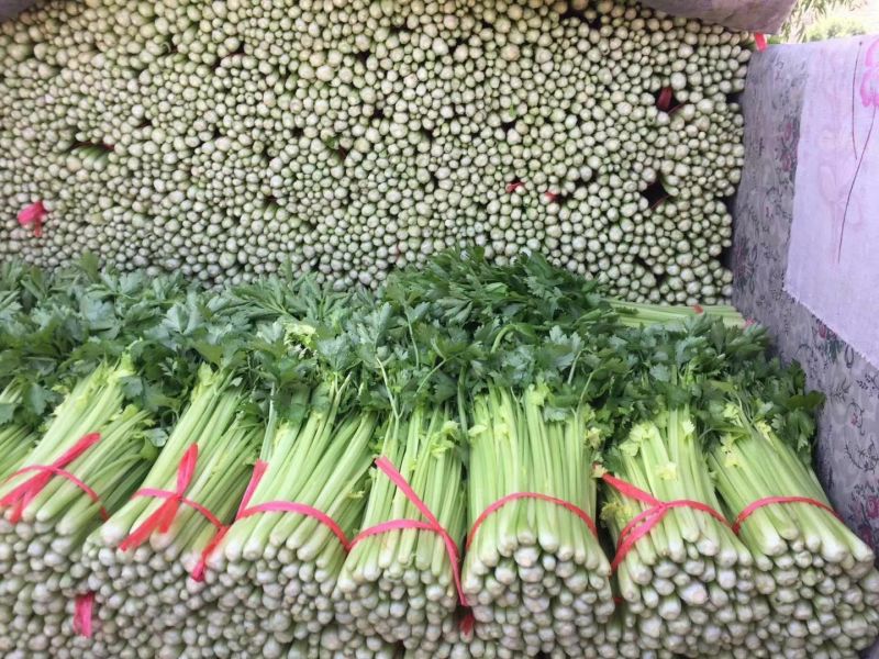毛芹西芹