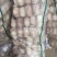 紫皮蒜5cm~5.5cm