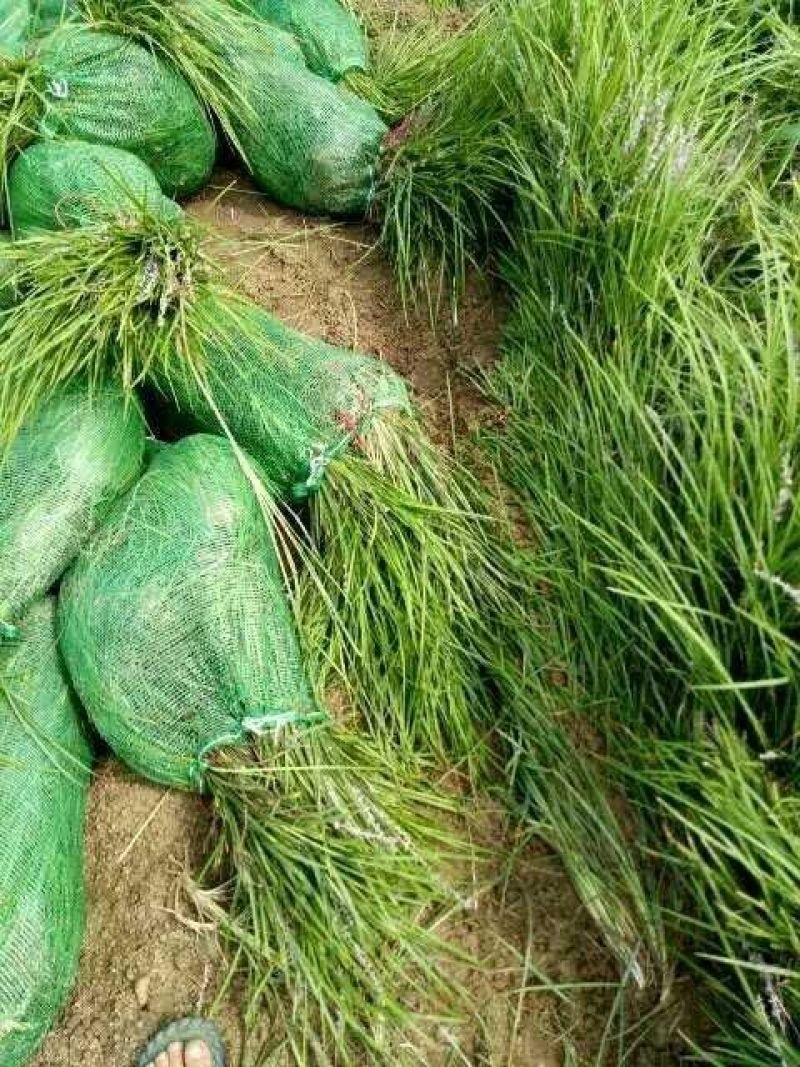 麦冬草