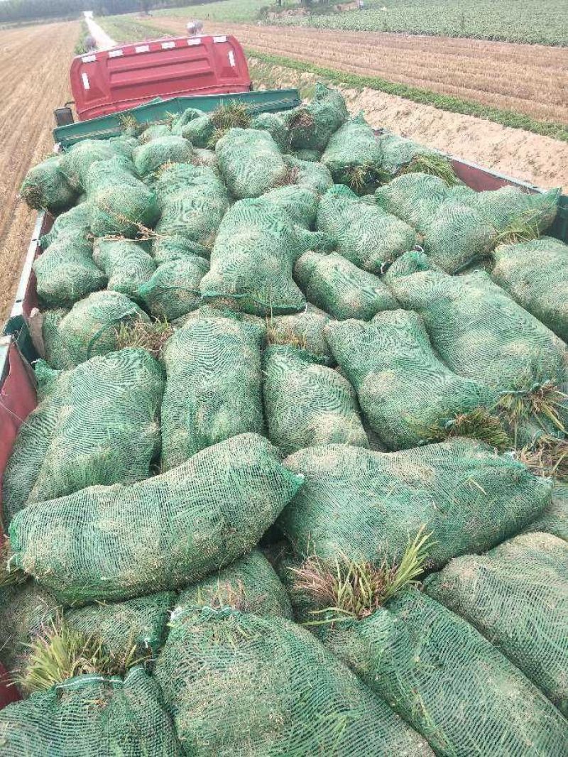 麦冬草