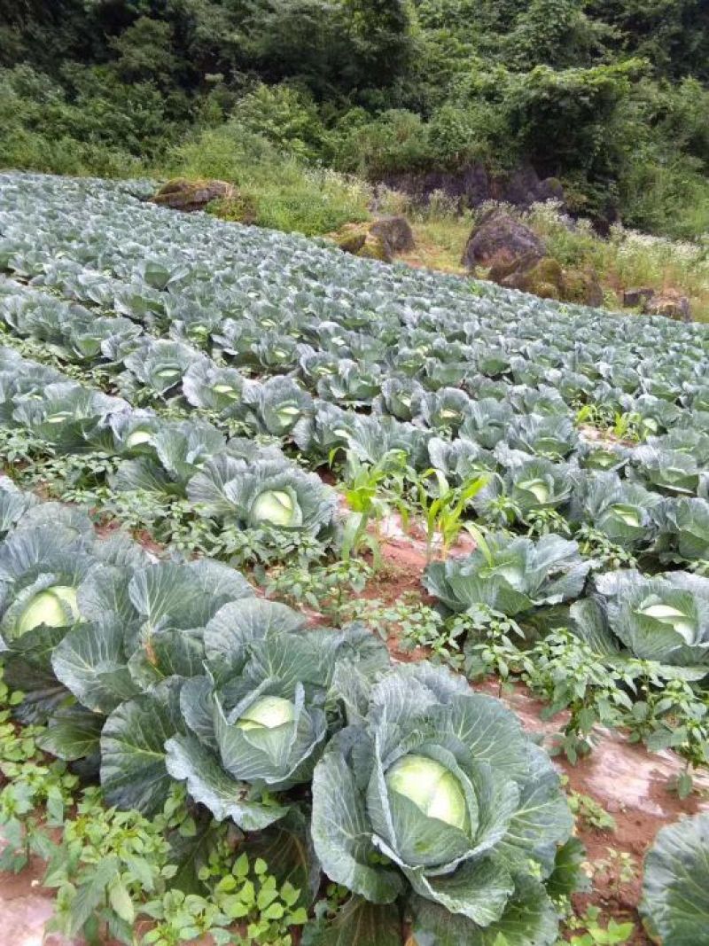 包菜，甘蓝，高山蔬菜产地直发欢迎咨询订购