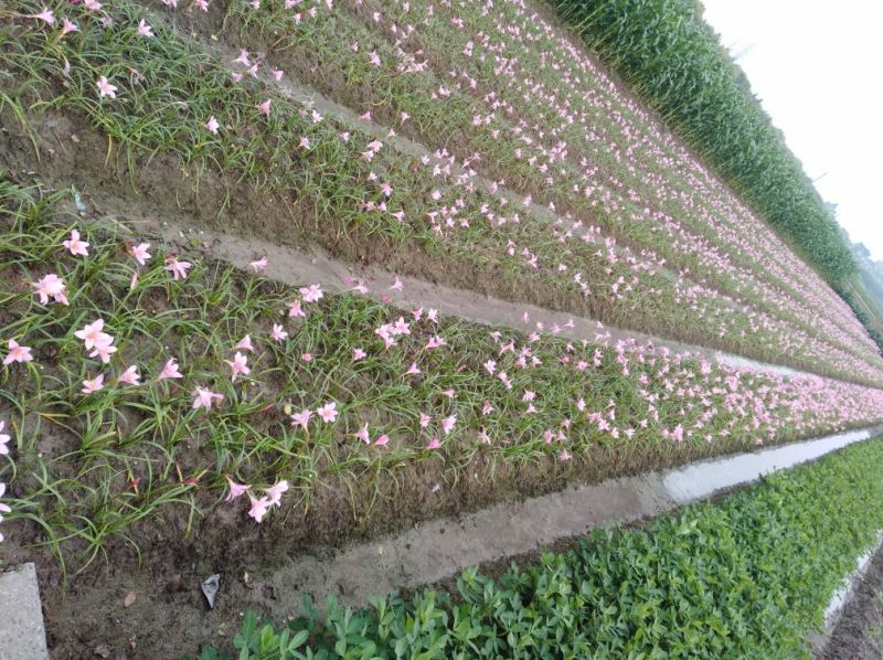 韭兰正在开🌸
