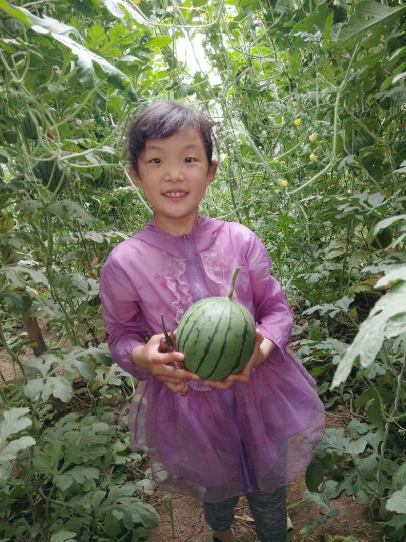 吊瓜