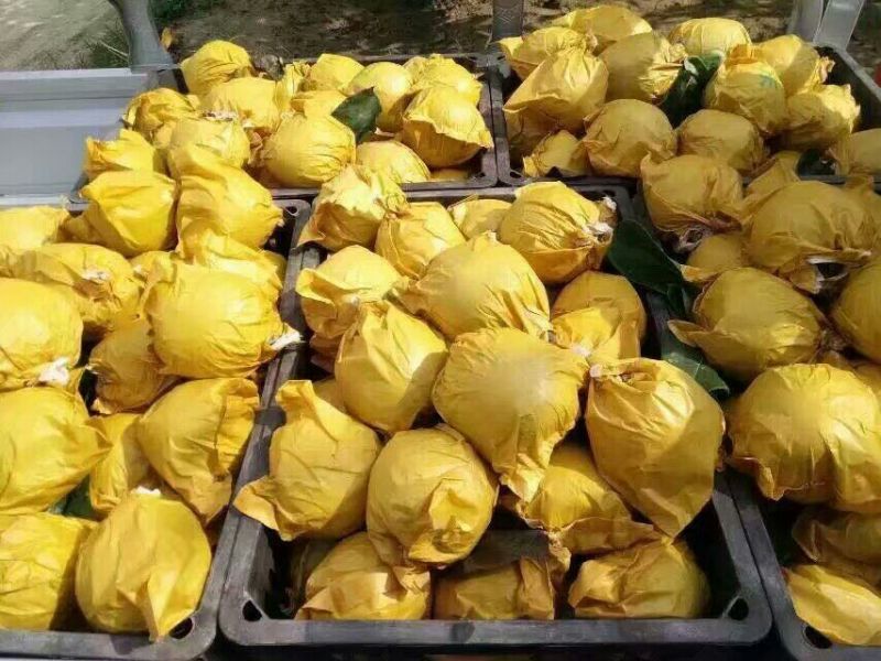 砀山翠玉黄冠梨常年供应精品货源价格公道产地直发专业代办
