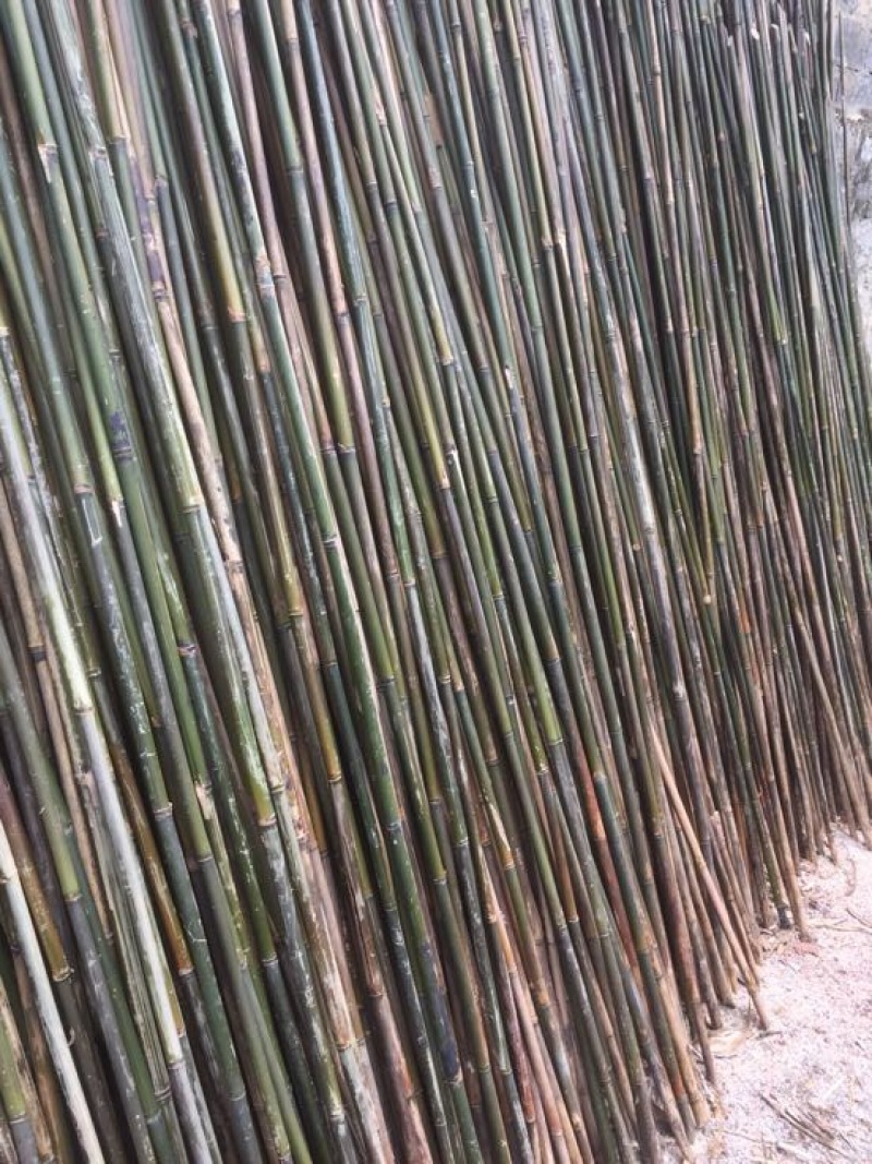 苦竹2~3m