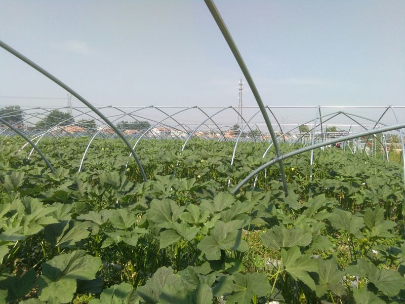 黄秋葵植物伟哥产地直发健康养生