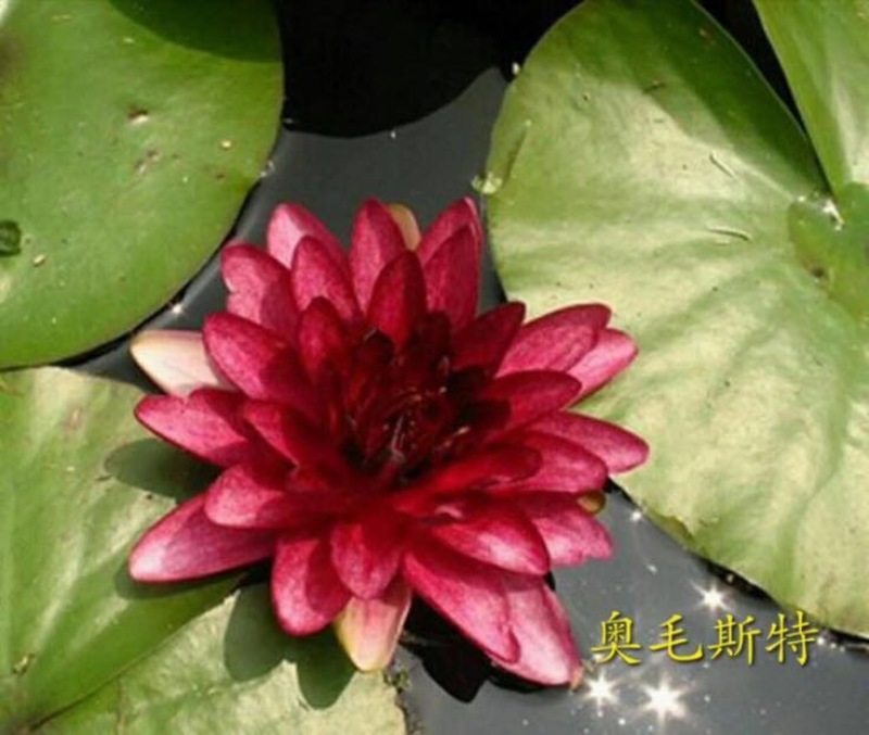 睡莲10cm以下