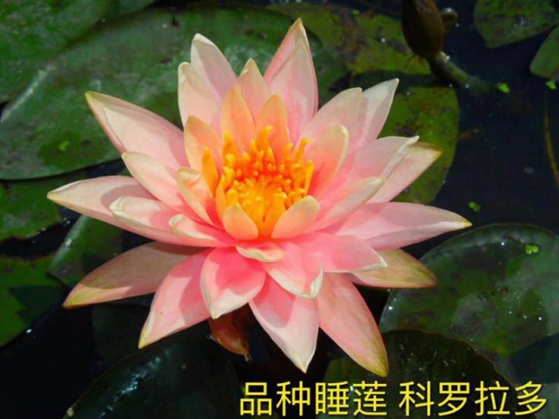 睡莲10cm以下