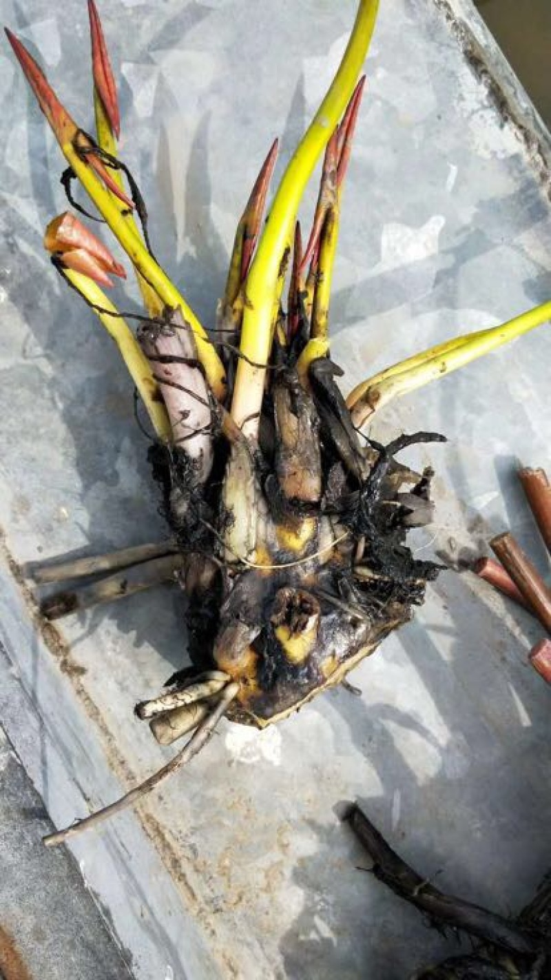 睡莲10cm以下