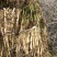 芦苇60cm以上