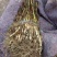 芦苇60cm以上