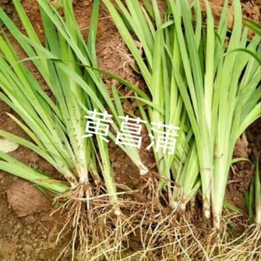 黄昌蒲