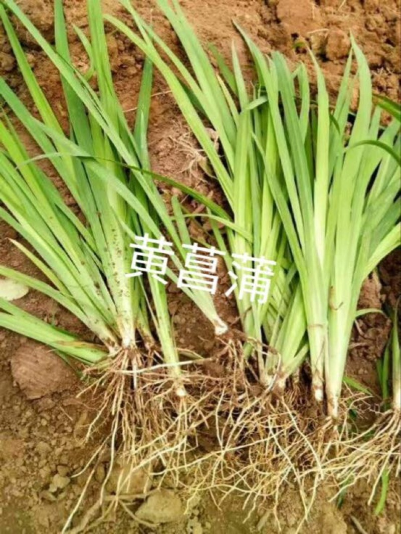黄昌蒲