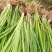 黄昌蒲